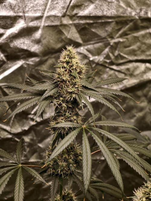 Orange Biscuit. Week 9