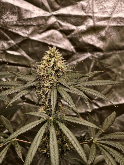 Orange Biscuit. Week 9