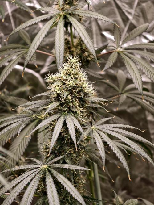 Orange Biscuit. Week 9