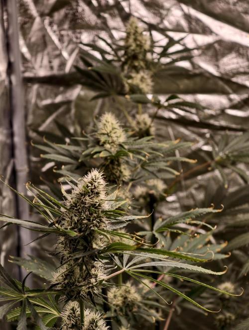Poison cookies. Week 9
