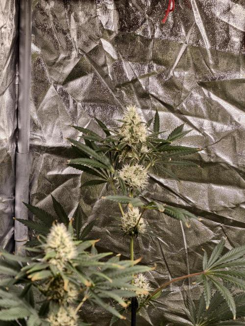 Poison cookies. Week 9