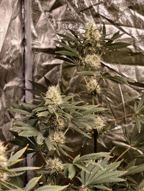 Poison cookies. Week 9