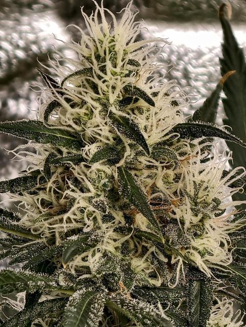 Poison cookies. Week 9