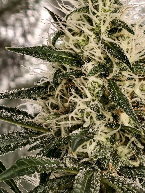 Poison cookies. Week 9