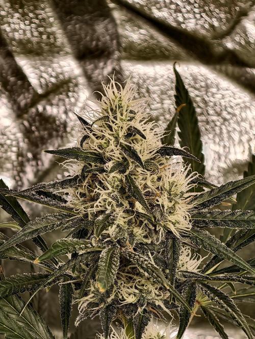 Poison cookies. Week 9
