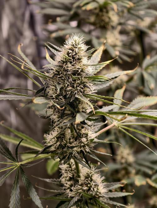 Poison cookies. Week 9