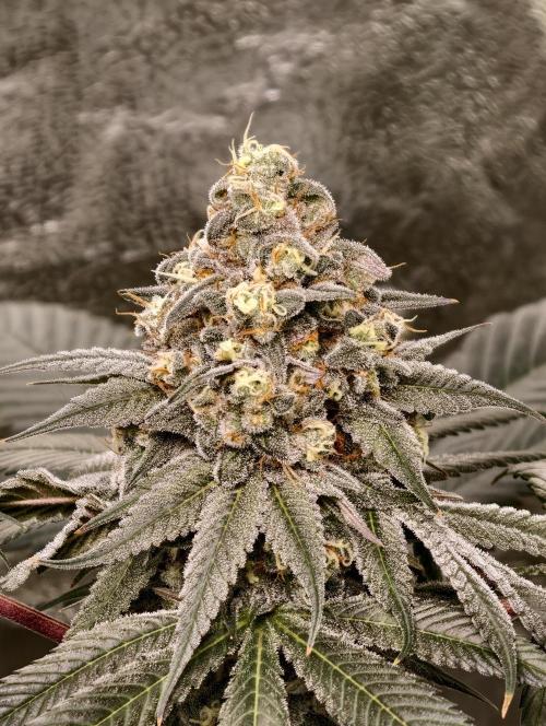 F001 Dutch Passion test strain. Week 10