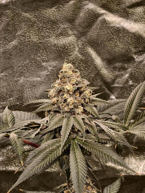 F001 Dutch Passion test strain. Week 10