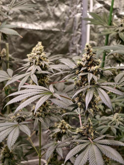 F001 Dutch Passion test strain. Week 10