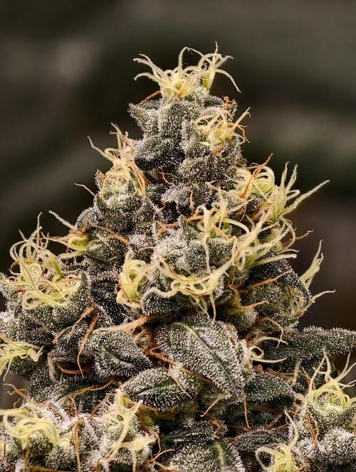 F001 Dutch Passion test strain. Week 10