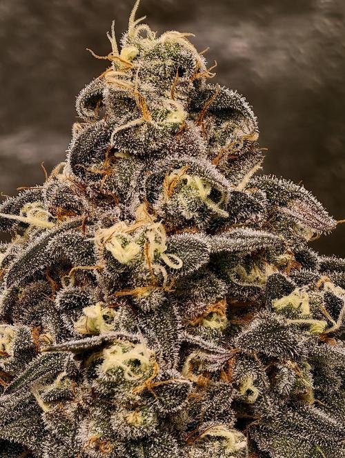 F001 Dutch Passion test strain. Week 10