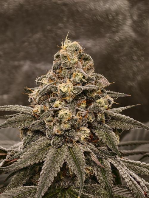F001 Dutch Passion test strain. Week 10