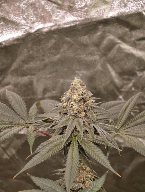 F001 Dutch Passion test strain. Week 10