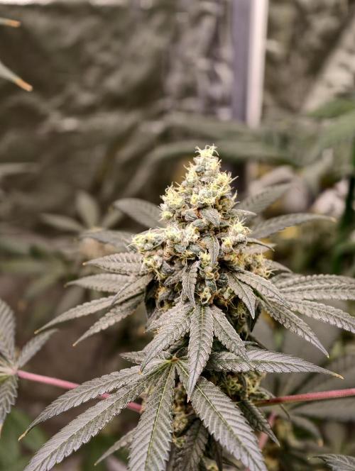F001 Dutch Passion test strain. Week 10