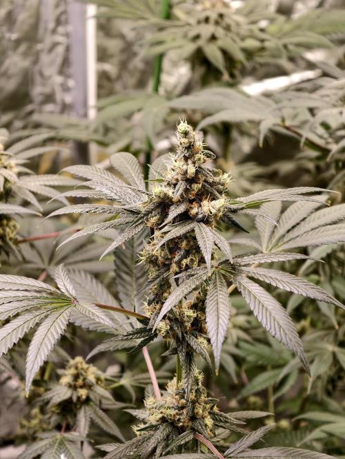 F001 Dutch Passion test strain. Week 10