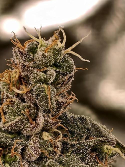 F002 Dutch Passion test strain. Week 10