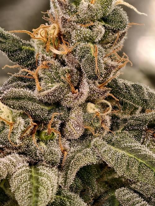 F002 Dutch Passion test strain. Week 10