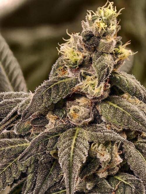 F002 Dutch Passion test strain. Week 10