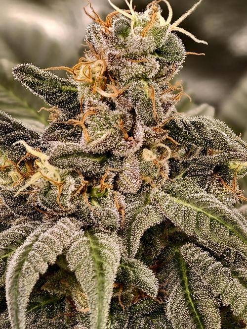 F002 Dutch Passion test strain. Week 10
