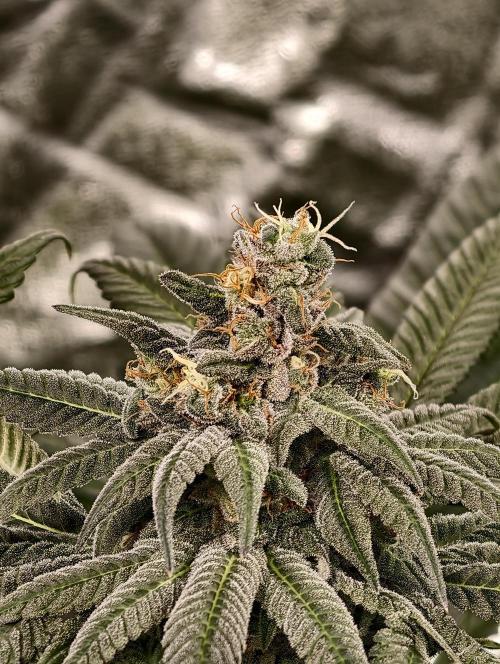 F002 Dutch Passion test strain. Week 10