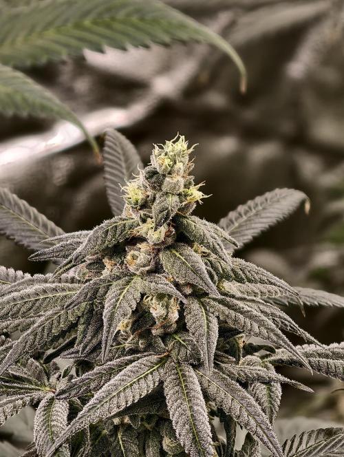 F002 Dutch Passion test strain. Week 10