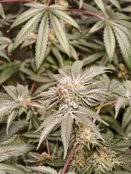 F008 Dutch Passion test strain. Week 10