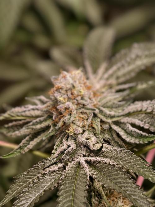 F008 Dutch Passion test strain. Week 10