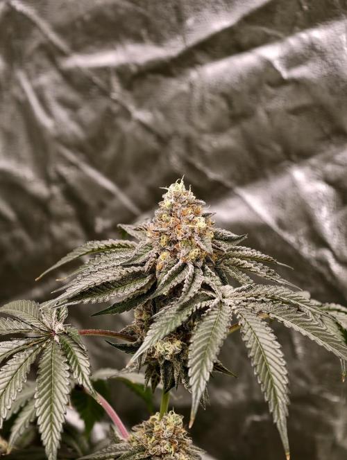 F008 Dutch Passion test strain. Week 10