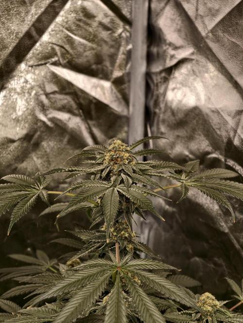 F008 Dutch Passion test strain. Week 10