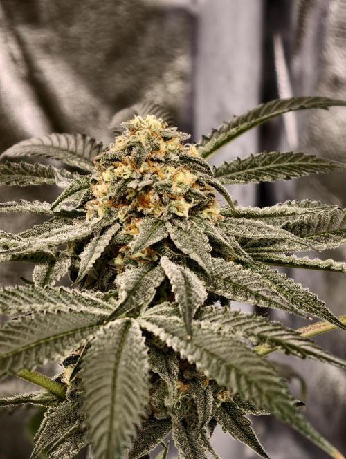 F008 Dutch Passion test strain. Week 10