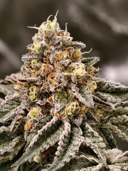 F008 Dutch Passion test strain. Week 10