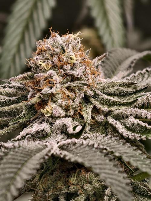 F008 Dutch Passion test strain. Week 10