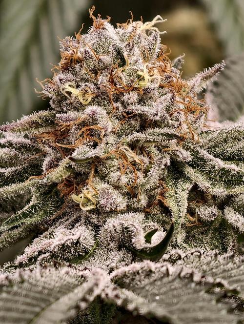 F008 Dutch Passion test strain. Week 10