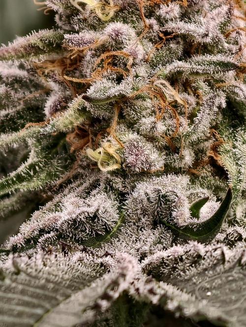 F008 Dutch Passion test strain. Week 10