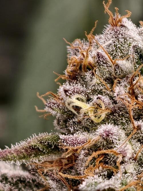 F008 Dutch Passion test strain. Week 10