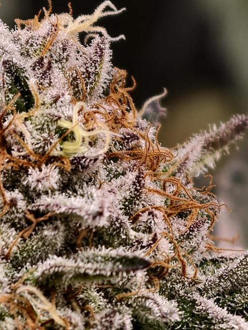 F008 Dutch Passion test strain. Week 10