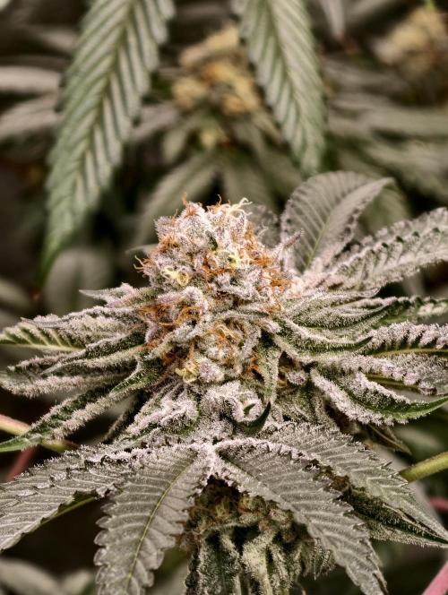 F008 Dutch Passion test strain. Week 10