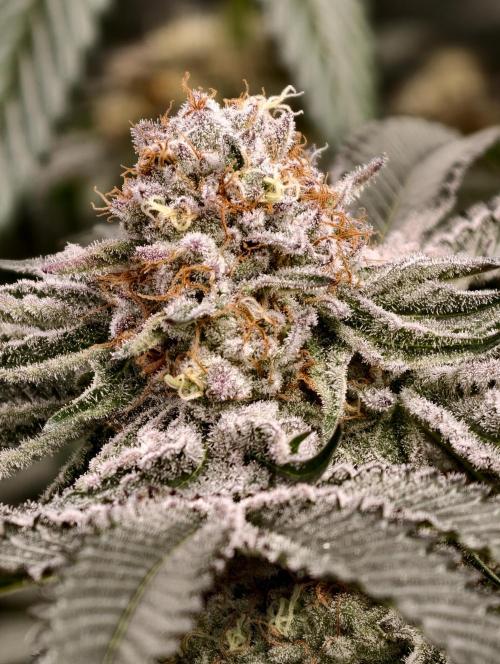 F008 Dutch Passion test strain. Week 10