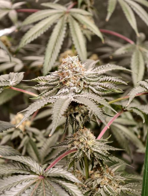 F008 Dutch Passion test strain. Week 10