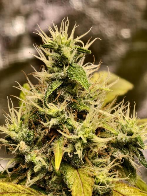 F025 Dutch Passion test strain. Week 9