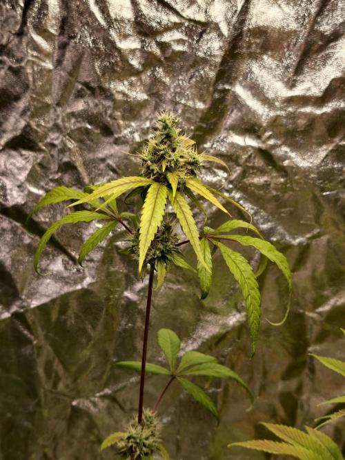 F025 Dutch Passion test strain. Week 9