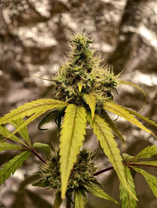F025 Dutch Passion test strain. Week 9