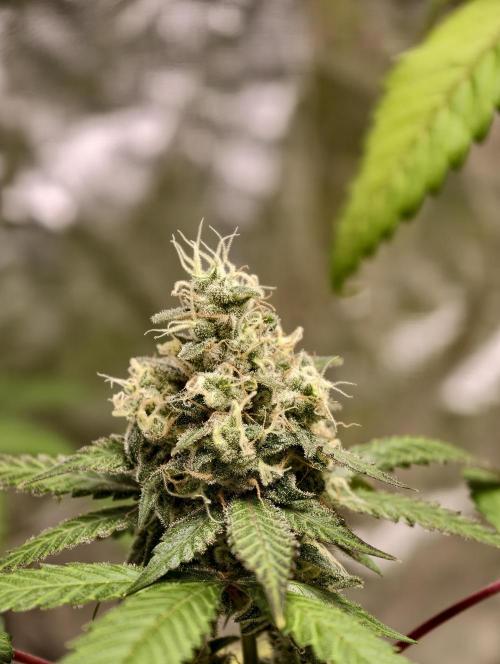 F025 Dutch Passion test strain. Week 9