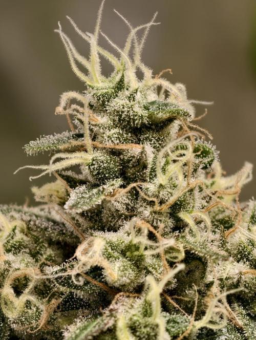 F025 Dutch Passion test strain. Week 9