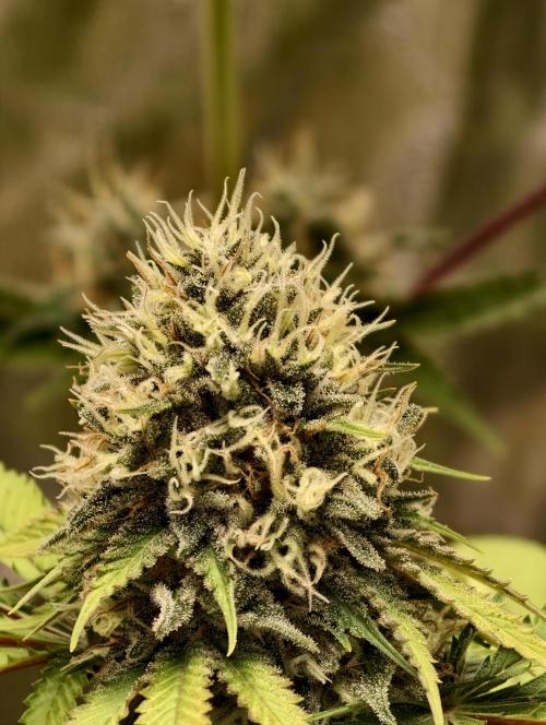 F026 Dutch Passion test strain. Week 9