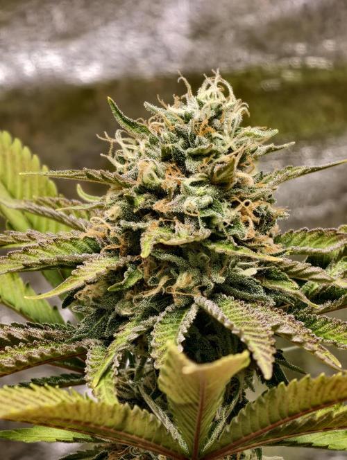 F026 Dutch Passion test strain. Week 9