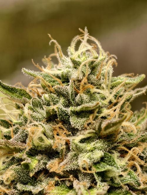 F026 Dutch Passion test strain. Week 9