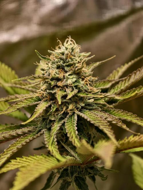F026 Dutch Passion test strain. Week 9