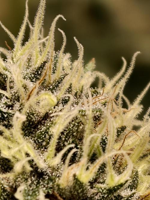 F026 Dutch Passion test strain. Week 9