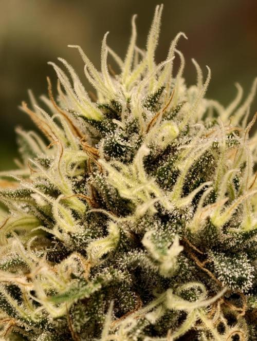 F026 Dutch Passion test strain. Week 9